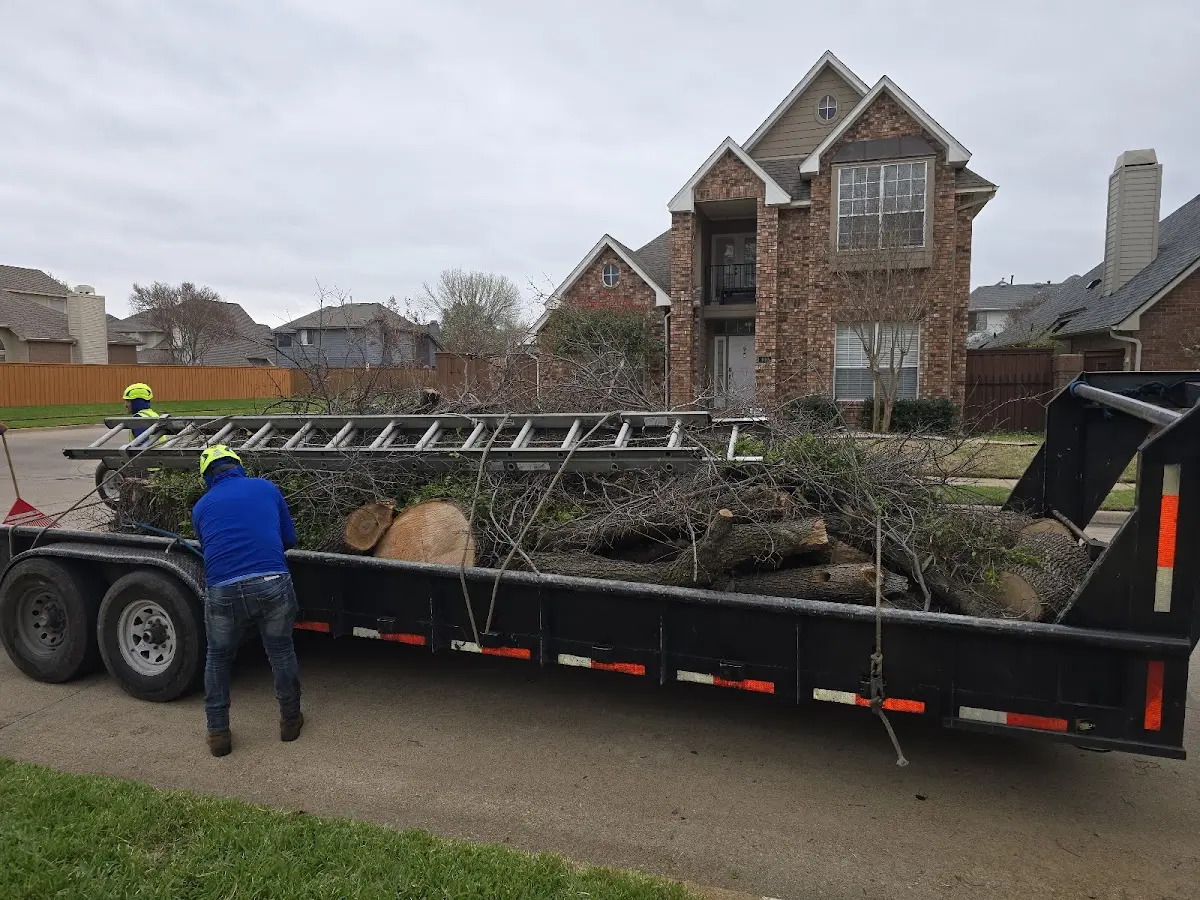Expert Tree Removal with proper safety equipment in Lemoore